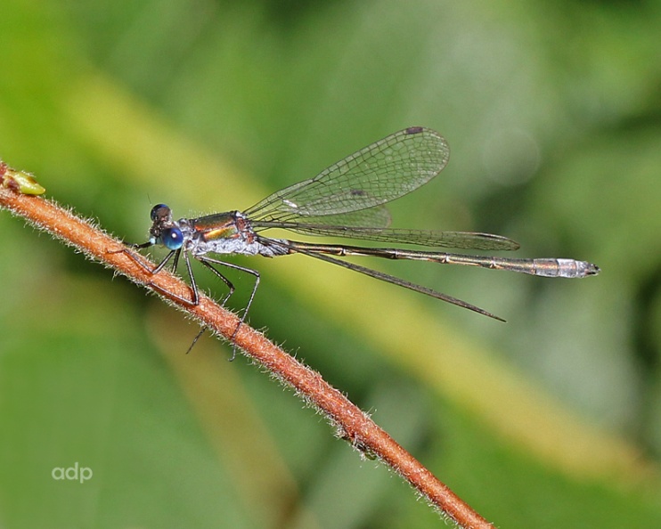 IMG_9409tqstw800c Lestes sponsa BC.jpg